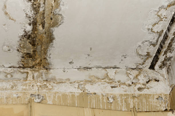 Best Professional water damage repair  in Cliffwood Beach, NJ